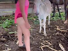 Mulheres mexicanas maduras se revezam cavalgando um burro